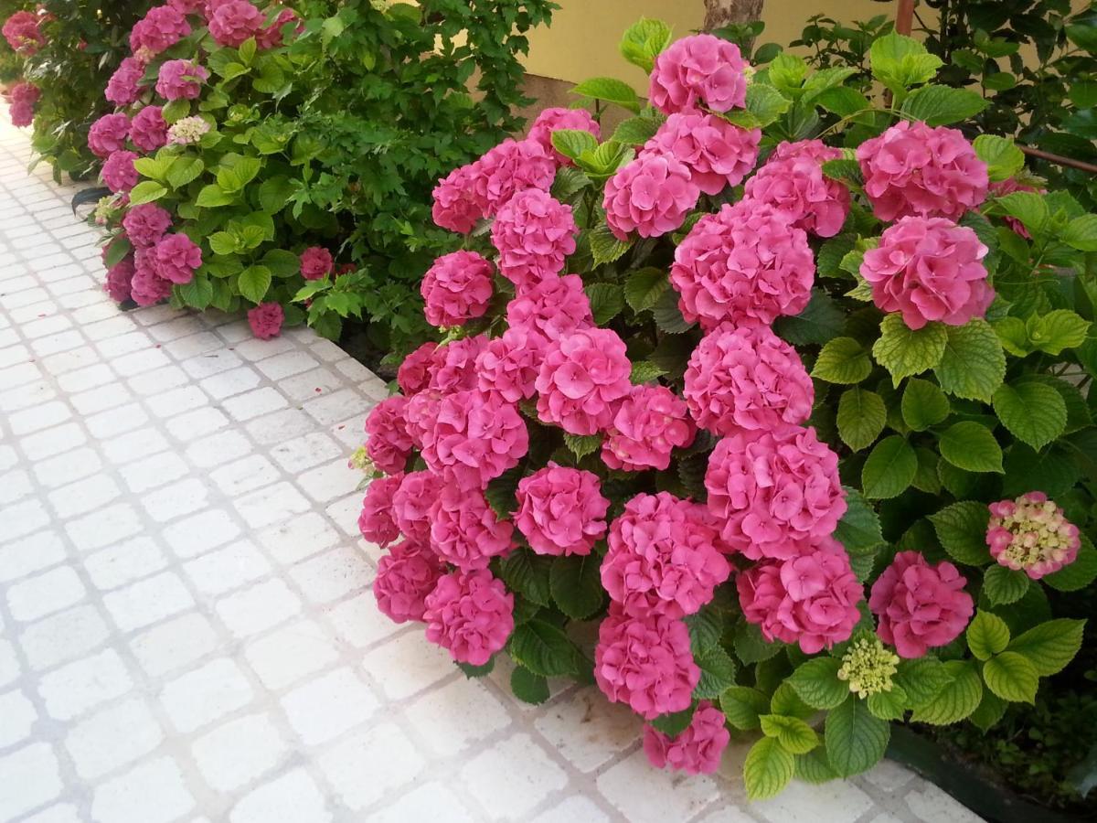 וודיצה Apartments Irena מראה חיצוני תמונה